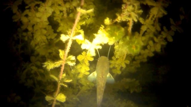 Сом. КДЗ. Карьер. Карачуны. Кривой Рог. Август. 2016 смотреть онлайн