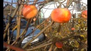 Как узнать сорт молодой неизвестной яблони