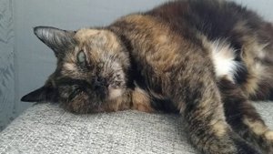 Кошка спит с открытыми глазами ? дёргается во сне ➄