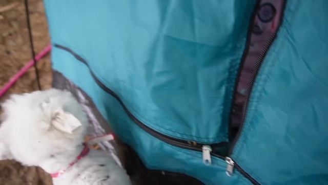 24 ЧАСА НА ВОЛШЕБНОМ ПЛЯЖЕ С КОТАМИ И СОБАКОЙ смотреть онлайн