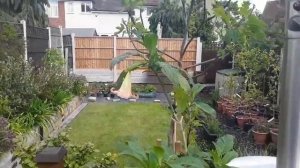 Brugmansia / Angels Trumpet is bursting into flower