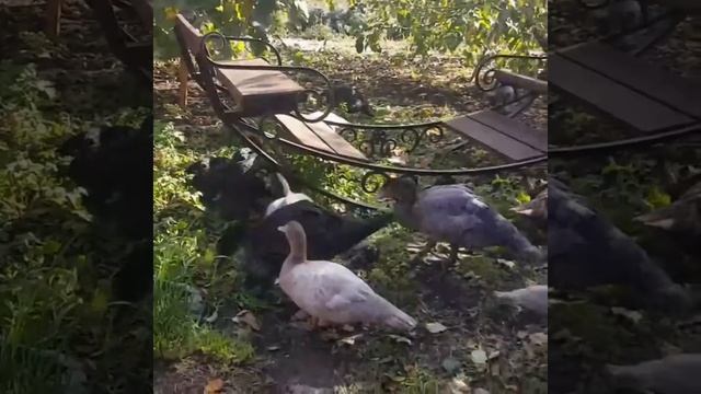 Голубые индоутки в моем саду смотреть онлайн