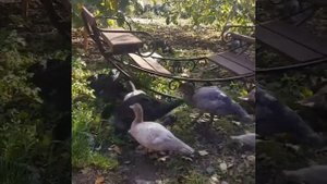 Голубые индоутки в моем саду