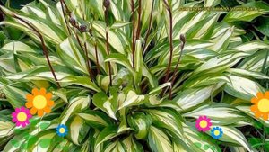 Хоста гибридная Черри берри. Краткий обзор, описание характеристик hosta hybrida Cherry Berry