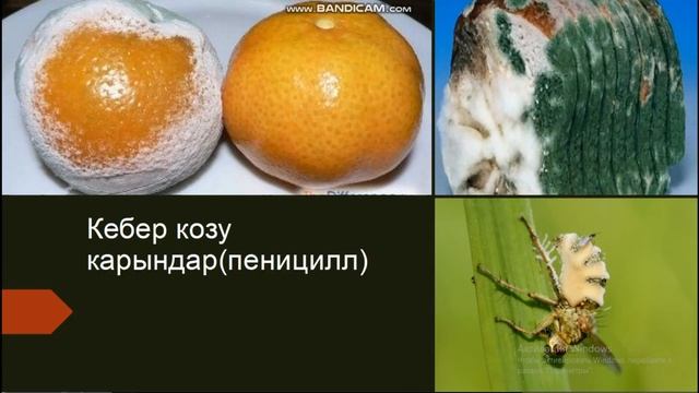 Биология ||6-класс || Мите козу карындар смотреть онлайн
