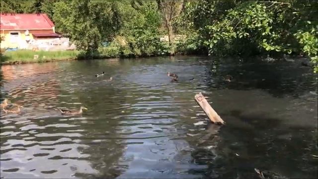 Лебедь и утки на озере. Пісня "Синий и зеленый на Земле". смотреть онлайн