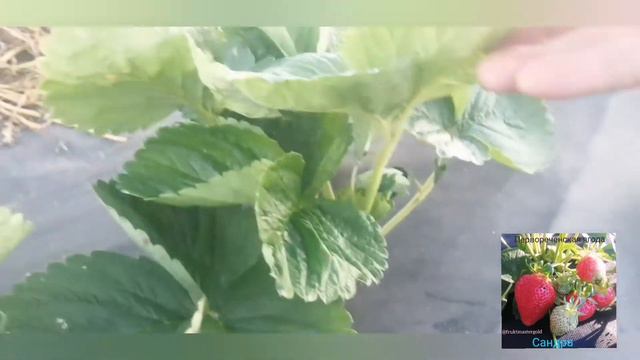 клубника малина Еживика Осень 2021