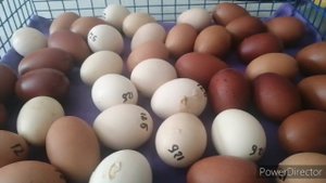 Вывод цыплят Бресгальской породы.