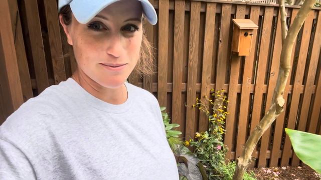 Updating The Garden For Fall  Violas Pansies And Cabbage 