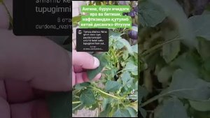 Кахрамон Табиб