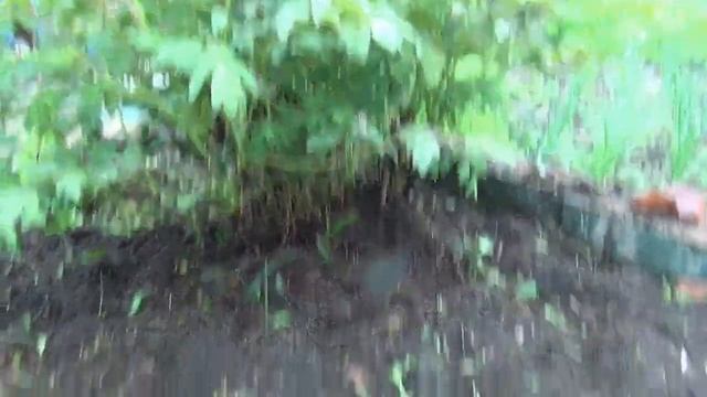 Древовидный  (китайский)  пион