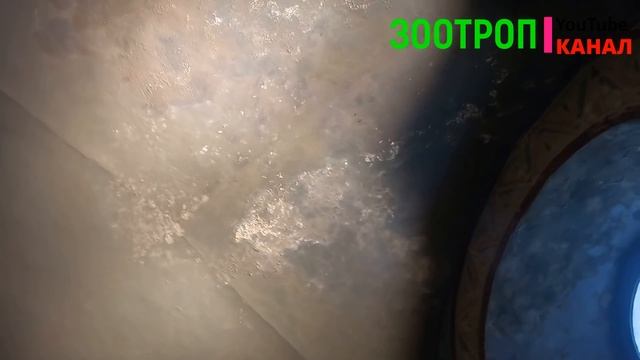 Рухнул крест с собора! София Киевская экскурсия под крестом. смотреть онлайн