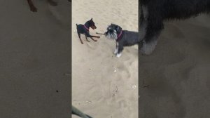 цвергшнауцер и цвергпинчер