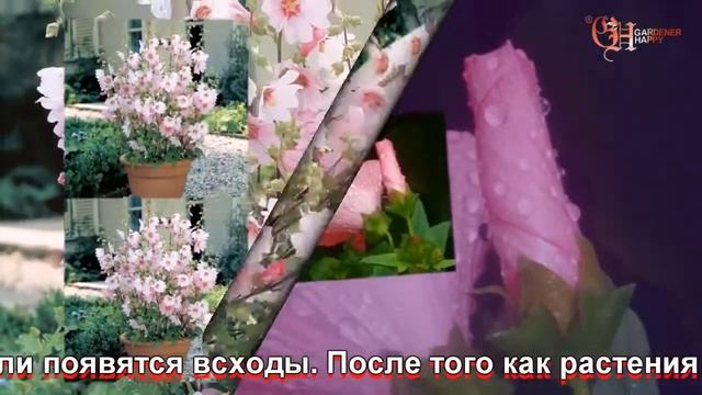 Лаватера выращивание из семян смотреть онлайн