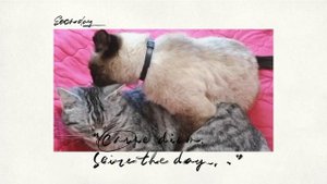 Кото релакс