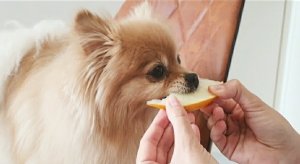 Бася шпиц ест вкусную дыню и даёт "пять"!