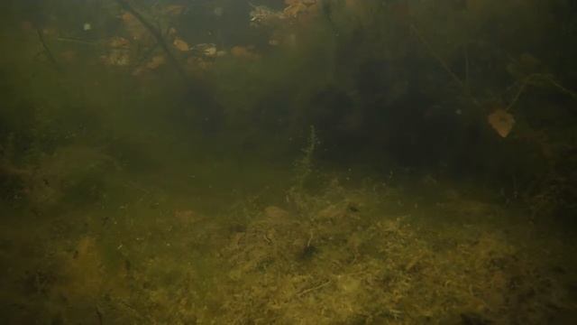 Реакция ротанана на микрорезину Berkley PowerBait Nymph 1" на джигголовке 1г смотреть онлайн