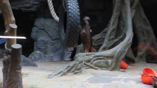 Орангутаны дурачатся (Московский зоопарк) смотреть онлайн