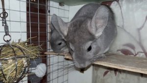 В Каком Возрасте Нужно Отсаживать Шиншиллят от Родителей???