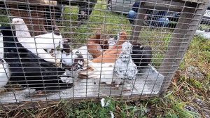 ЯРМАРКА ГОЛУБЕЙ г ТОПКИ , 7 августа 2021г. (часть-1)