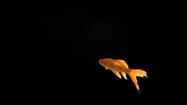 футаж Плывущая золотая рыбка в разных направлениях на черном фоне
