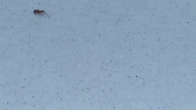 Воронежский маслоэкстракционный завод периодически посыпает пеплом город Лиски смотреть онлайн