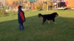 tibetan mastiff - Iden & Zhofrey / Тибетские мастифы: Жофрей и Иден