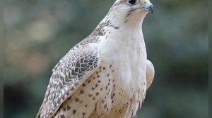 Белый кречет . Сокол Красавец . #природапрекрасна