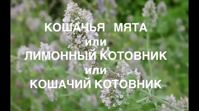 ?Котовник?Многолетнее неприхотливое растение для Вашего сада✨