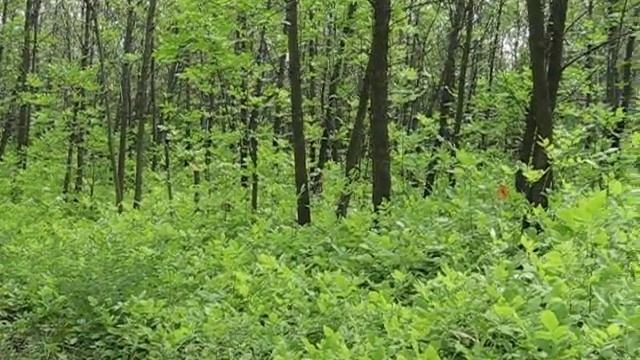 чернореченские леса, Оренбургская область смотреть онлайн