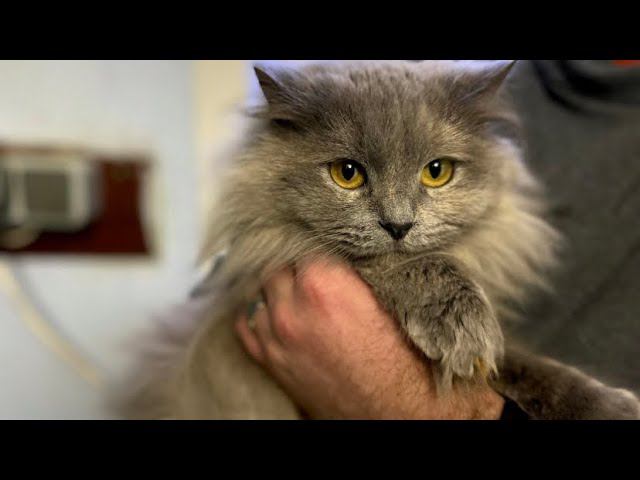 Кошка с секретом или полуночный подарок