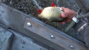 Краснопера на ультралайт! ловля мирной рыбы спиннингом