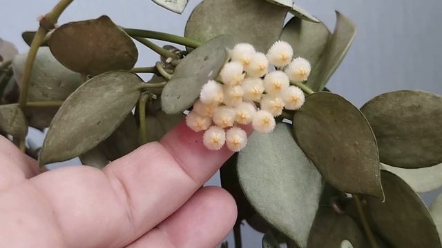 Хойя Lacunosa Super Eskimo - блиц обзор сорта смотреть онлайн