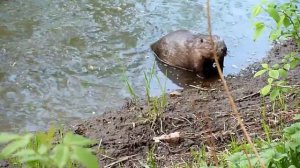 Где ОТДОХНУТЬ В МОСКВЕ ОТ СУЕТЫ. Парк ПОКРОВСКОЕ-СТРЕШНЕВО
