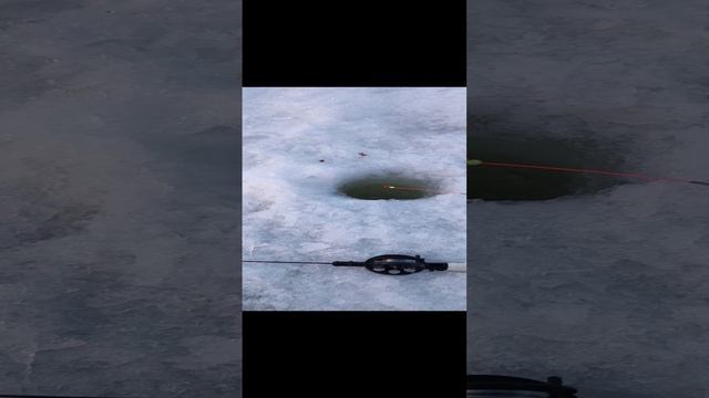 Хитрый живец. смотреть онлайн