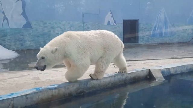 Зоопарк Лимпопо 2021 смотреть онлайн