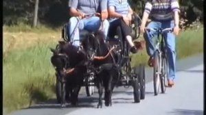 КАРЛИКОВЫЕ ЛОШАДКИ