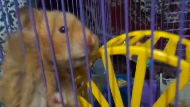 Хомяк нервничает!!! смотреть онлайн