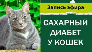 Сахарный диабет у кошек
