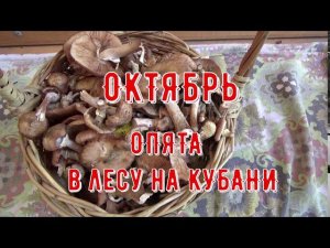 ЖАРЕХА ИЗ ОПЯТ! Что может быть вкуснее?! Осенние опята на Кубани. #лесные_грибы_на_Кубани #опята
