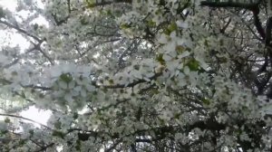 ПОД ОКНОМ ШИРОКИМ ВИШНЯ БЕЛОСНЕЖНАЯ ЦВЕТЁТ