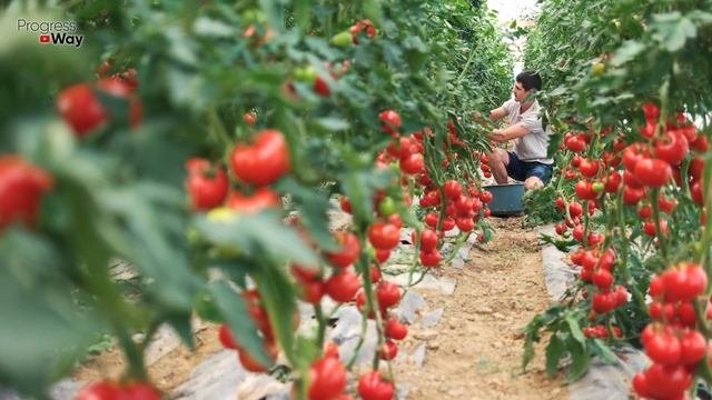 СРОЧНО ДАЙТЕ ТОМАТАМ САХАР И БУДЕТЕ СОБИРАТЬ УРОЖАЙ ВЕДРАМИ ДО ОСЕНИ!!! УХОД ЗА ТОМАТАМИ!