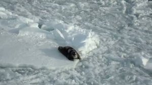 Шпицберген, нерпа и дитя