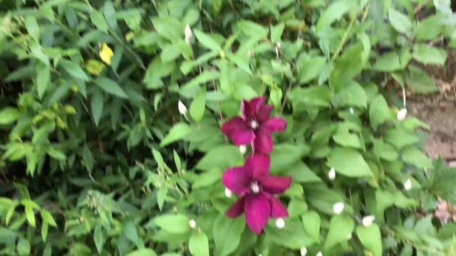 Clématite à grandes fleurs 'Clematis Rouge Cardinal' Couleur sentimentale смотреть онлайн