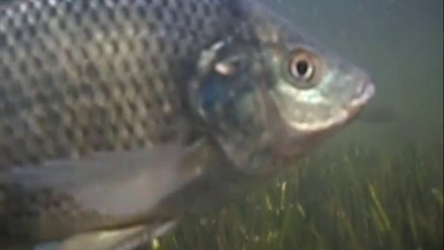 Прогулки с тяляпией 2. Walks with Tilapia underwater video смотреть онлайн