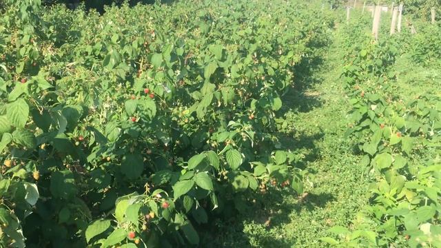 Полька ОЧЕНЬ МЕЛКАЯ ЯГОДА #МАРАВИЛЛА #ЗЮГАНА #МАПЕМА #ПОЛЬКА Бизнес идеи смотреть онлайн