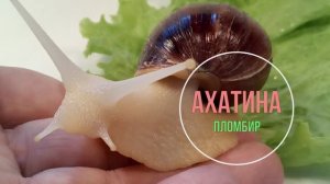 Отличия между Виноградной (Helix pomatia) и Ахатиной (Achatina reticulata)