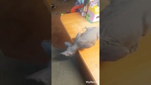 вопрос к знающим,сфинкса чем кормить? налёт на коже кошки и аллергия?