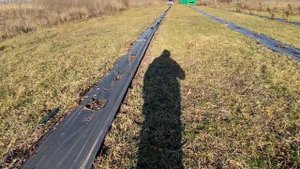 Два способа прибить агроткань к земле - один мой, второй неправильный ))