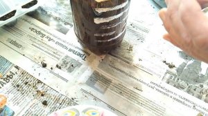 Слива растопыренная Писсарди - размножение семенами - стратификация и посадка косточек